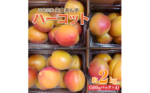 【2026年先行予約】【数量限定】 あんず ハーコット 生食用 約2kg｜ 杏子 アプリコット 長野県産 千曲市 信州 