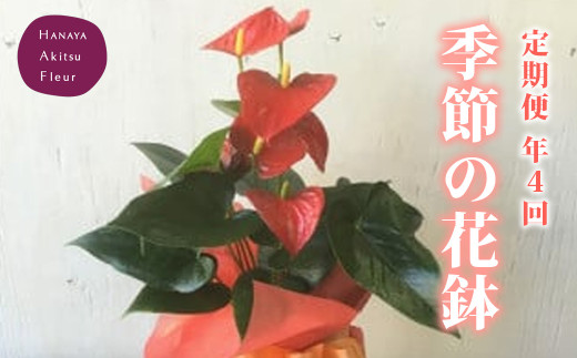 （定期便・年4回）あきつフルール 季節の花鉢 (3ヶ月に1回 計4回）【伊豆 花 ギフト 定期便 鉢植え】　052-001