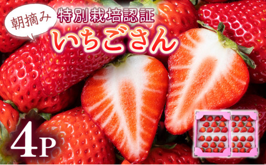 【先行予約】数量限定！佐賀県人気No.1苺”いちごさん” 約1kg（235g×4p）