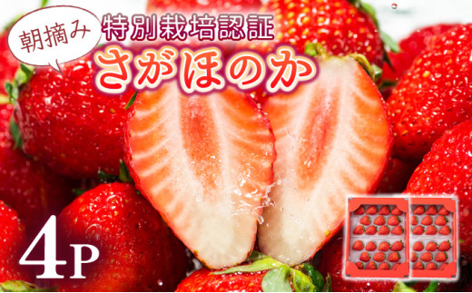 【先行予約】数量限定！あまい果汁溢れる！最高級品質”さがほのか” 約1kg（235g×4p）