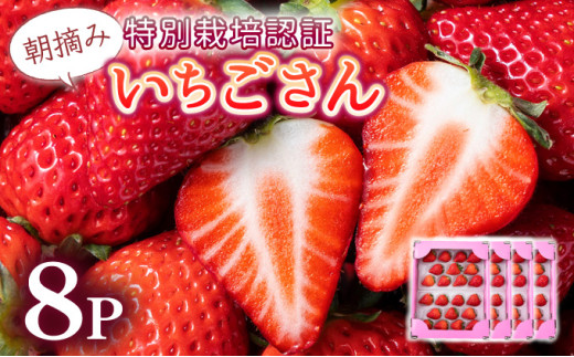 【先行予約】数量限定！佐賀県人気No.1苺”いちごさん” たっぷり約1.9㎏（235g×8p）
