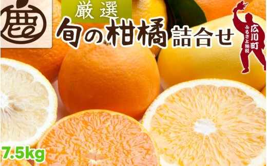 柑橘 詰合せ 7.5kg+250g（痛み補償分） 厳選 光センサー / 高級 みかん 不知火 清見 八朔 伊予間 セミノール レモン ３種類以上 詰め合わせ 晩柑 ※1月上旬～6月上旬頃に順次発送 ※北海道・沖縄・離島への配送不可 【ikd049-p-7d5A】 2170140 - 和歌山県広川町
