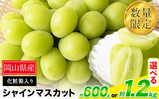 秀品 シャインマスカット 選べる 約600g 1房 約1.2kg 2房[9月中旬-11月上旬頃出荷] st-p