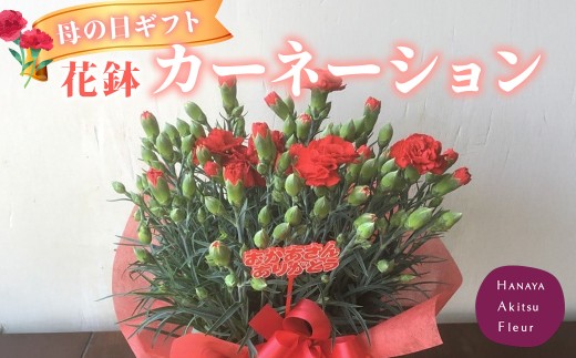 先行予約！あきつフルール 母の日に送る カーネーション 花鉢　【伊豆 花 ギフト  鉢植え 母の日 カーネーション】 012-011