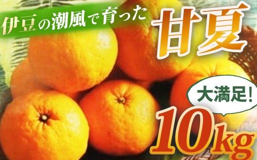 （先行予約・限定５０セット・4月～5月下旬発送）甘夏（10kg）【静岡県 伊豆市 果物  柑橘類 】010-007 215178 - 静岡県伊豆市
