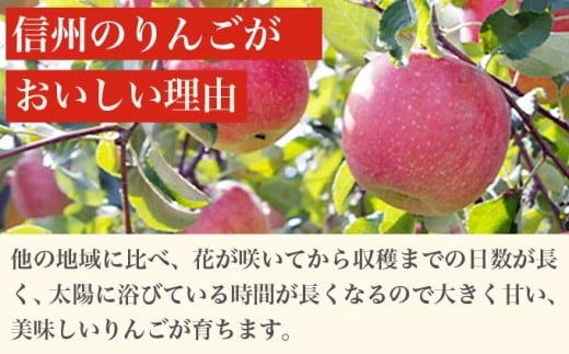 長野県小布施町のふるさと納税 ［訳あり］ 旬のりんご 約3kg 6～12玉 ［小布施屋］ 傷 規格外 不揃い 訳アリ 家庭用 りんご 林檎 リンゴ 果物 フルーツ 長野県産 信州産 特産 産地直送 産直 数量限定 先行予約 令和7年度産 【2025年1月〜2月配送】［A-304d］