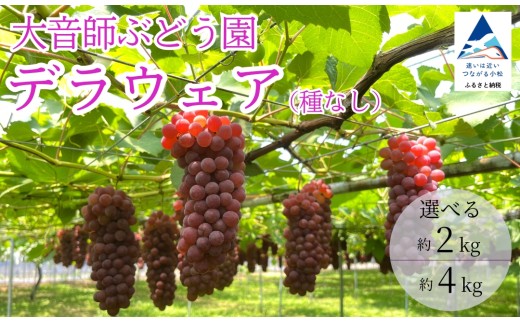 ぶどう デラウェア (選べる 2kg 8房〜9房/4kg 16房〜18房) 果物 ぶどう 葡萄 ぶどうふるさと納税 フルーツ [大音師ぶどう園]