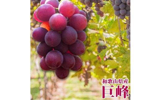 紀州有田産の巨峰ぶどう約2kg【先行予約】【2025年8月下旬以降発送予定】
