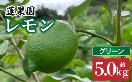 【先行予約】 【グリーンレモン】 【 9月から発送】 家庭用 グリーンレモン 約5kg 防腐剤 ワックス 不使用｜ 訳あり レモン 檸檬 完熟 柑橘 酸味 国産 愛媛県産 訳あり 新鮮 愛媛 松山 