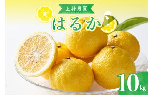 【2026年2月下旬~発送】上神農園のはるか 約10kg ku011-012-25 2164767 - 広島県呉市