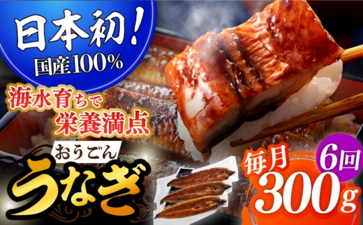＜全6回定期便＞【日本初！海水で養殖】長崎県産おうごん うなぎ 計1.8kg（約300g×6回）平戸市 / 松永水産 うなぎ 鰻 ウナギ 土用丑の日 九州産 蒲焼 かばやき   [KAB139]