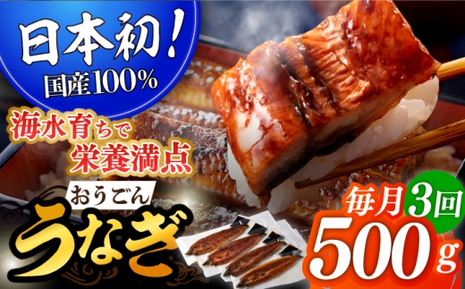 [全3回定期便][日本初!海水で養殖]長崎県産おうごん うなぎ 計1.5kg(約500g×3回) 平戸市 / 松永水産 