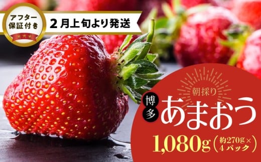 [2月上旬より順次発送]農家直送 朝採り新鮮いちご[博多あまおう]約270g×4パック_博多 あまおう 約270g × 4パック 朝採り 新鮮 いちご 農家直送 2月上旬より順次発送 冷蔵 苺専用パッケージ 福岡県 久留米市 フルーツ 果物 生食 果実 青果 食品 甘い みずみずしい 果肉 果汁 スイーツ ジュース デザート タルト 贈り物 ギフト 送料無料_Fi053