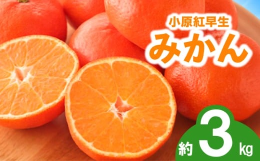 先行予約 みかん 蜜柑 約3kg 小原紅早生 小原紅早生みかん さぬき紅 金時紅 柑橘 オレンジ 果物 フルーツ 果実 旬 贈答用 プレゼント ギフト 11月下旬～12月下旬 配送 香川県 丸亀市 2184301 - 香川県丸亀市