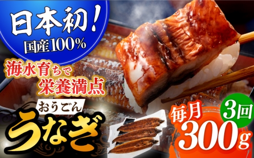 [全3回定期便][日本初!海水で養殖]長崎県産おうごん うなぎ 計900g(約300g×3回)平戸市 / 松永水産 うなぎ 鰻 ウナギ 土用丑の日 九州産 蒲焼 かばやき 