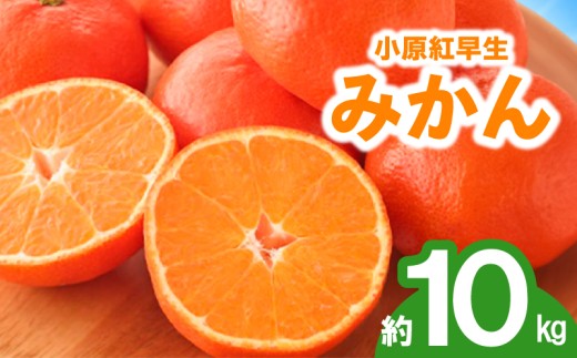 先行予約 みかん 蜜柑 約10kg 小原紅早生 小原紅早生みかん さぬき紅 金時紅 柑橘 オレンジ 果物 フルーツ 果実 旬 贈答用 プレゼント ギフト 11月下旬～12月下旬 配送 香川県 丸亀市 2184303 - 香川県丸亀市
