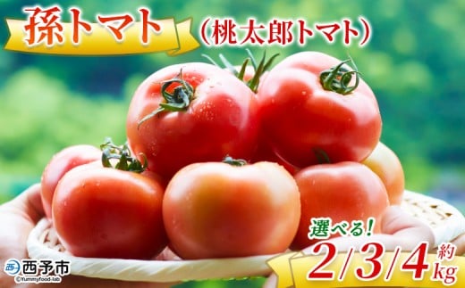[孫トマト(桃太郎トマト)約2kg/3kg/4kg] トマト とまと 選べる 2キロ 3キロ 4キロ 大玉 愛媛県産 西予市産 食品 桃太郎トマト 桃太郎 野菜 やさい サラダ 産地直送 国産 城川 吉岡農園 愛媛県 西予市[常温]