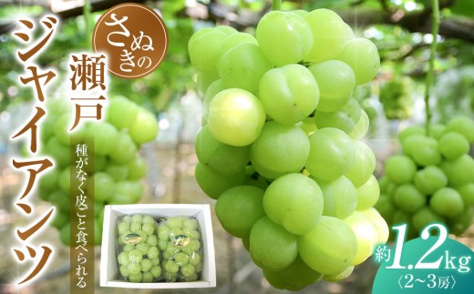【8月下旬頃～発送】瀬戸ジャイアンツ 約1.2kg 2030963 - 香川県さぬき市
