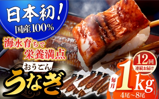 長崎県産おうごん うなぎ 松セット 約1kg（4尾〜8尾） 平戸市 / 松永水産 うなぎ 鰻 ウナギ 土用丑の日