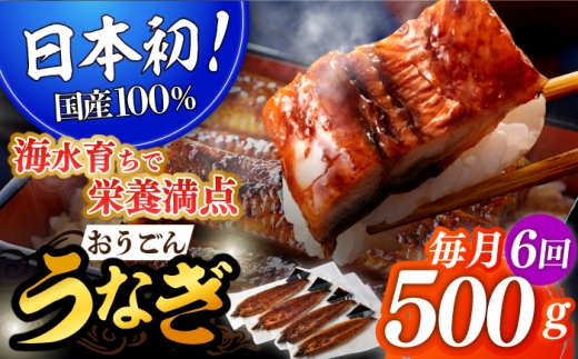 長崎県産おうごん うなぎ 計3.0kg(約500g×6回) 平戸市 / 松永水産