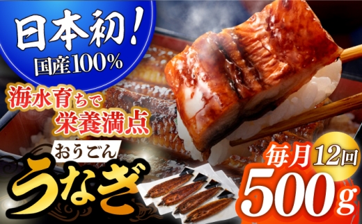 <全12回定期便>長崎県産おうごん うなぎ 計6.0kg(約500g×12回) 平戸市 / 松永水産