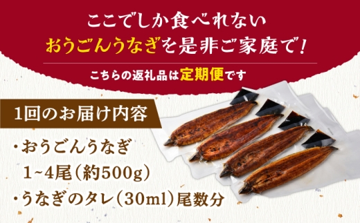 ＜全12回定期便＞長崎県産おうごん うなぎ 計6.0kg（約500g×12回） 平戸市 / 松永水産 