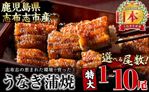 [二の丑(7/31)までに配送][尾数が選べる!]鹿児島県産 うなぎの大楠[特大]1尾〜10尾 うなぎ 鰻 ウナギ 国産 鹿児島県産 九州産 蒲焼き 冷凍 うな重 ひつまぶし