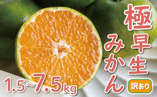 訳あり 極早生 愛媛みかん 1.5kg 4kg 7.5kg 5000円 7000円 10000円 温州みかん みかん mikan 蜜柑 ミカン 産地直送 国産 農家直送 期間限定 数量限定 特産品 ゼリー ジュース アイス 等に 人気 甘い フルーツ 果物 柑橘 ビタミン 健康 おいしい ジューシー 小玉 含む 規格外 サイズ ミックス 傷み補償 500g ミッチーのおみかん畑 愛南町 愛媛県