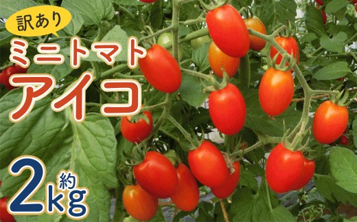 【訳あり】ミニトマト『アイコ』約2kg【2025年7月中旬～8月下旬発送予定】／ミニトマト トマト フルーツトマト 野菜  直送 岩手県 二戸市 2006253 - 岩手県二戸市