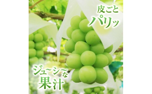 受付専用　山梨県産シャインマスカット　2kg (北海道、沖縄+ 500円) 2025年発送＞シャインマスカット 2房 (約1kg) 山梨県産フルーツ