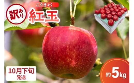 【2025年10月下旬発送】【訳あり】 りんご 5kg 紅玉 アップルパイ に最適 青森 不揃い
