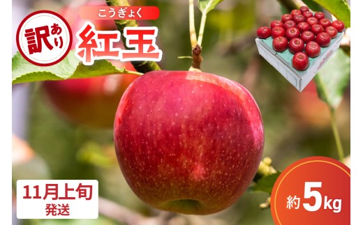 【2025年11月上旬発送】【訳あり】 りんご 5kg 紅玉 アップルパイ に最適 青森 不揃い