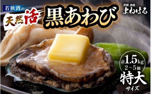 日本海若狭湾の 天然 活黒アワビ 計1.5kg (2〜5個) 特大サイズ 鮮度抜群! 刺身 お造り バター焼き BBQ 入手困難 あわび アワビ 鮑 クロアワビ 黒あわび [m17-o004]