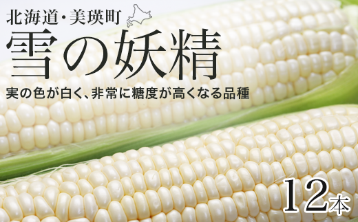 【先行予約】とうもろこし（雪の妖精）12本 <令和7年産 >黒木農場 [014-76]