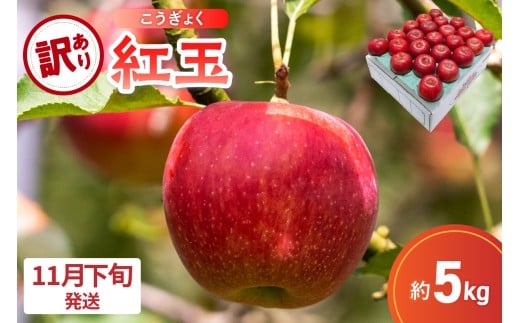 【2025年11月下旬発送】【訳あり】 りんご 5kg 紅玉 アップルパイ に最適 青森 不揃い