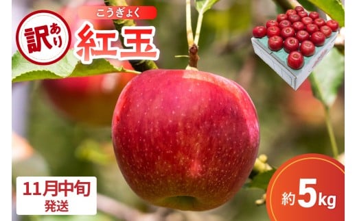 【2025年11月中旬発送】【訳あり】 りんご 5kg 紅玉 アップルパイ に最適 青森 不揃い