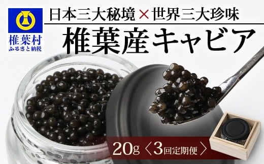 〈3回定期便〉【桐箱入り】 国産 キャビア 20g × 3回配送 計60g【世界三大珍味×日本三大秘境】［宮崎 椎葉 国産 ちょうざめ チョウザメ きゃびあ キャビア 魚卵 卵 定期便 定期 60g 3回配送 クリーミー お酒 魚介 珍味 加工品 冷凍 高級 贅沢 グルメ ディナー パーティー おつまみ ギフト 記念日 誕生日 プレゼント お祝い 贈答 贈答品 希少］SZ-103_3teiki