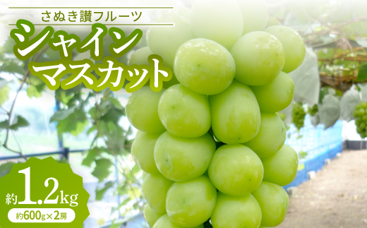 「シャインマスカット」約1.2kg＜2025年9月発送＞【1608476】 2169134 - 香川県香川県庁