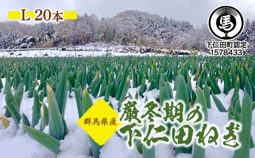 厳冬期の下仁田ねぎ（L 20本） とろける 甘い ねぎ ネギ 王様ねぎ 特産 栄養たっぷり ブランド 上州ねぎ すきやき F21K-562