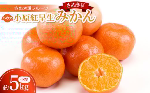 さぬき讃フルーツ「ハウス小原紅早生みかん(さぬき紅)」小粒約5kg ＜令和8年7～8月発送＞【1609810】 2169179 - 香川県香川県庁