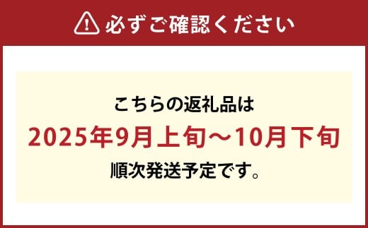 ご家庭用 ニュー ピオーネ（優品） 3房入り （1房 530g以上） 露地栽培　