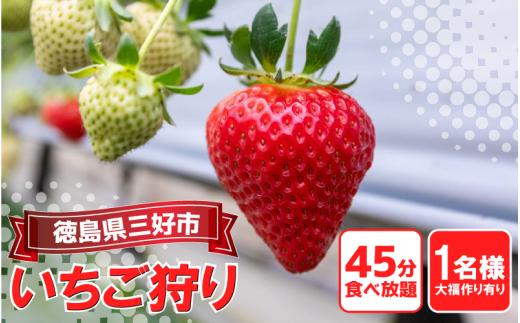 いちご 狩り 体験 チケット 大福づくり あり お一人様 思い出 家族 夏休み 農園 観光 いちごはうす 民宿 農家民宿 フルーツ狩り 果物 徳島 三好 みよし