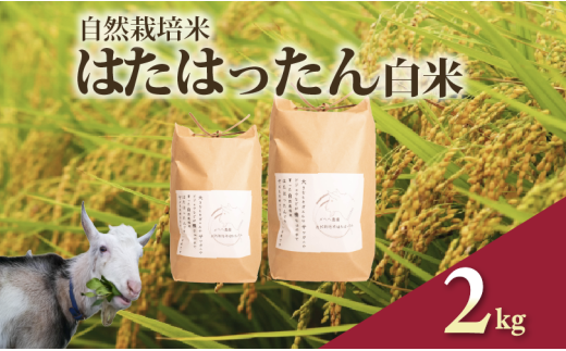 先行予約 新米 はたはったん 白米 2kg 自然栽培米 令和7年産 選べる 容量 数量限定 銘柄米 あっさり 甘み おすすめ 先行 予約 米 こめ おこめ ライス 5kg 自然栽培 石川県産 羽咋産 能登産 石川 羽咋 能登 のと メへヘ農園