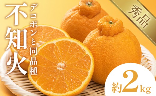 不知火（デコポン同品種） 約2kg 日本フルーツ株式会社 熊本県 長洲町 《2026年1月下旬-2月末頃出荷予定》 デコポン 果物 秀品 フルーツ スイーツ デザート ギフト ご贈答