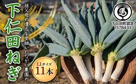 【伝統野菜】祖父母の遺志を受継いだ ながい農園の下仁田ねぎ (LLサイズ11本)  群馬県 下仁田町産 家庭用 鍋 すき焼き F21K-553
