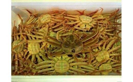 103.【活】鳥取県産 セコガニ 訳あり 良品 2kg※2025年11月上旬～12月下旬頃に順次発送予定◇ 2183272 - 鳥取県北栄町