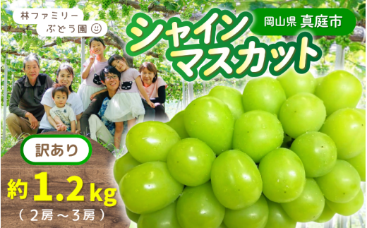 【訳あり】岡山県産 林ファミリーのシャインマスカット 約1.2kg（約2～3房） 【2025年先行予約】/ 岡山 真庭 シャインマスカット マスカット 葡萄 ぶどう ブドウ 果物 フルーツ 新鮮 人気 数量限定 お買い得 家庭用 お試し ぶどう専門  (2025年9月上旬～発送予定)