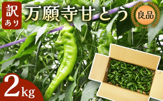 【訳あり】 万願寺甘とう 良品 2kg | 形・長さ不揃い 辛くない京野菜 夏限定 味覚 肉厚 ジューシー 京都産 旬 季節の野菜 詰め合わせ 京のブランド産品 京野菜 万願寺 まんがんじ 野菜 夏野菜 お土産 手土産 JA 京都 綾部 2191971 - 京都府綾部市