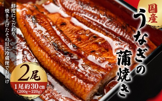「国産うなぎの蒲焼き」2尾セット【凍らさず美味しさそのまま！〆たて・焼きたてを冷”蔵”で発送】地元飲食店に愛される、美味さにこだわった「国産うなぎの蒲焼き」 特上 うなぎ 蒲焼 ウナギ 鰻蒲焼き うなぎ蒲焼き 2尾 人気 国産 浜名湖 うなぎ 関西 鰻蒲焼 養殖 冷蔵 ギフト ご褒美 人気 京都　京都府 福知山市 FCF008 2186209 - 京都府福知山市