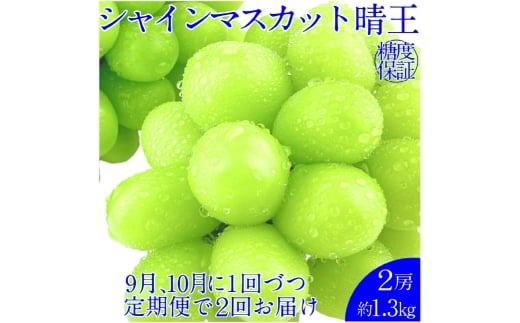 【2回定期便】シャインマスカット 晴王 2房 約1.3kg 2回 定期便  9月・10月に1回ずつ発送 岡山県産 種無し 皮ごと食べる みずみずしい 甘い フレッシュ【岡山県産 種無し 皮ごと食べる みずみずしい 甘い フレッシュ 9月～10月発送 晴れの国 おかやま 果物大国 彩美菜果 岡山県 倉敷市 おすすめ 人気】 1594844 - 岡山県倉敷市